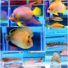 アクアショップ森羅万象 アクアリウム 熱帯魚専門店 北海道 札幌 市東区のアクアリウム専門店 海水魚 珊瑚 サンゴ を中心に淡水魚やアクアリウム用品 水槽の販売からメンテナンス 設置 引き取り 回収を行っています