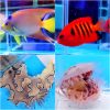 アクアショップ森羅万象 アクアリウム 熱帯魚専門店 北海道 札幌 市東区のアクアリウム専門店 海水魚 珊瑚 サンゴ を中心に淡水魚やアクアリウム用品 水槽の販売からメンテナンス 設置 引き取り 回収を行っています